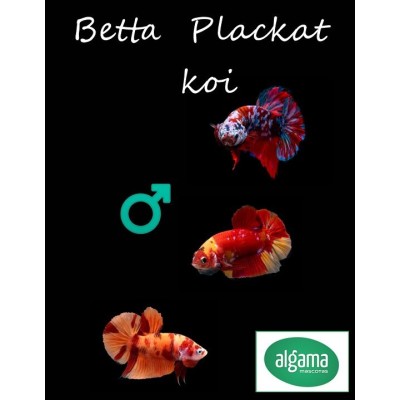 Pez Betta Plakat Koi